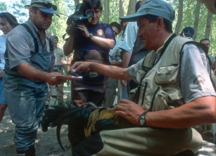 The Gallo de Leon feathers are plucked The Gallo de Leon feathers are plucked