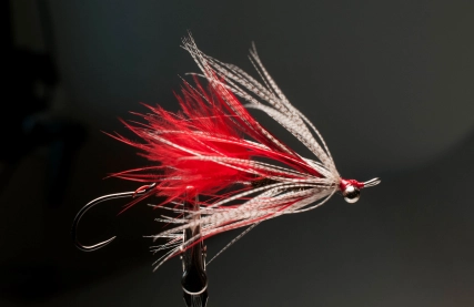 Wet Hen Intruder with eyes Wet Hen Intruder with eyes