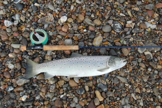 I wish - image I wish - image