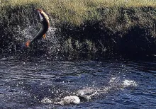 User submitted picture: Freshwater Dorado jump