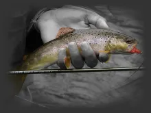 User submitted picture: gorgeous brown trout