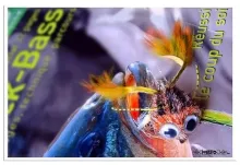 User submitted picture: the frog
My favourite fl...