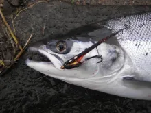 User submitted picture: Fresh Kolarunner