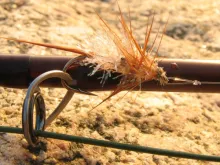 User submitted picture: Cristal shrimp.