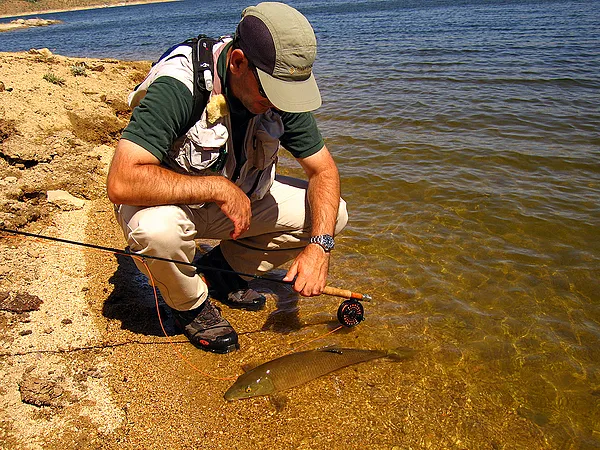 User submitted picture: Decansando with a common ...